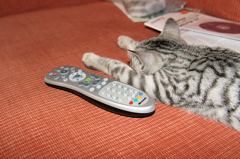 Katt framför tv